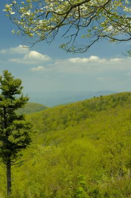 5/10/06 - Blue Ridge Mountain Spring