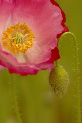 5/16/06 - Poppy & Bud