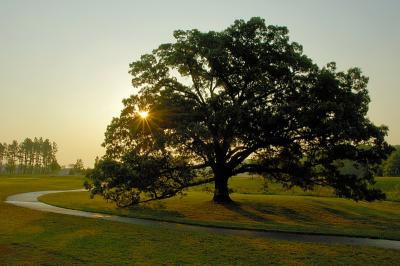 5/30/06 - Heritage Hunt Oak