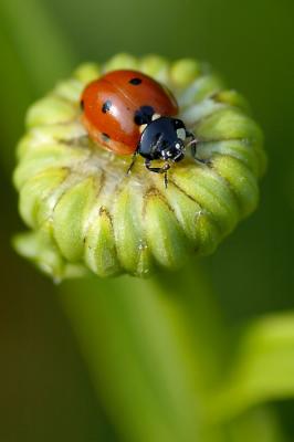 5/31/06 - Ladybug