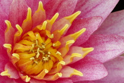 6/8/06 - Water Lily