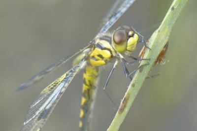 6/14/06 - Dragonfly