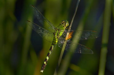 6/28/06 - Green Dragonfly