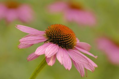 7/12/06 - Coneflower Echoes