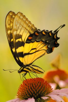 7/12/06 - Eastern Tiger Swallowtail