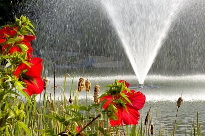 7/26/06 - Hibiscus Fountain