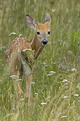 7/27/06 - Bambi, Shenandoah National Park