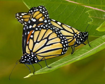 7/27/06 - Mating Monarchs, Shenandoah National Park