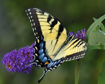 8/2/06 - Eastern Tiger Swallowtail
