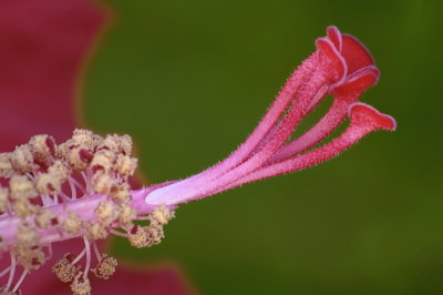 8/2/06 - Hibiscus Macro