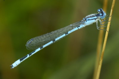 8/3/06 - Blue Damselfly