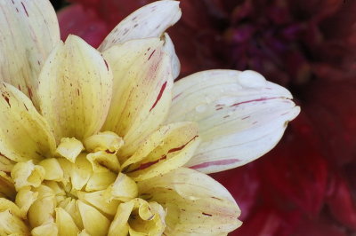8/4/06 - Dahlia