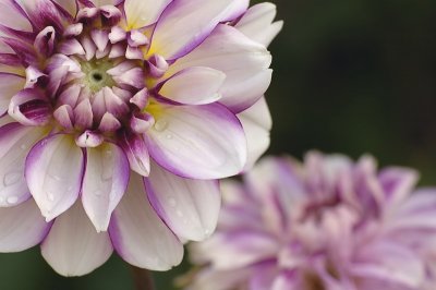8/7/06 - Dahlia Echo