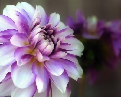 8/8/06 - Yet Another Dahlia