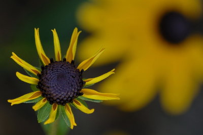8/9/06 - Black-Eyed Susan Duet