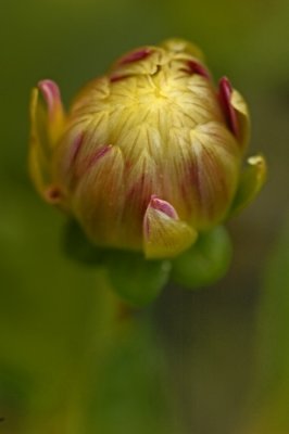 8/15/06 - Dahlia Bud