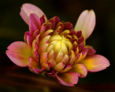 8/18/06 - Dahlia Bud Macro