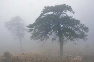 12/22/07 - Misty Mysterious Sentinals