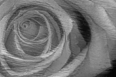 1/9/08 - Rose