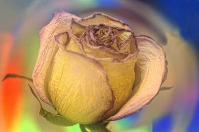 1/27/08 - Colorful Rose
