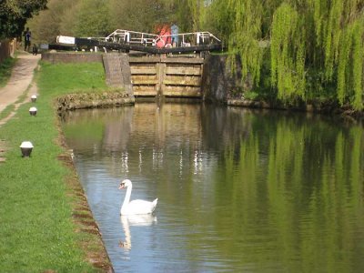 sunday ashridge walk - canal at berkhamsted