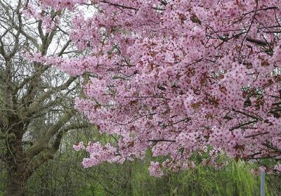 spring has sprung - at last!