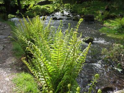 delightful stream down from Tarn Hows