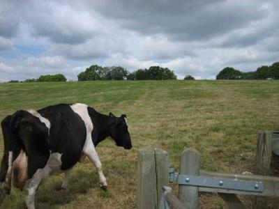 countryside near kings langley