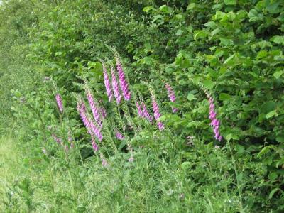 nice scents and nice wild flowers