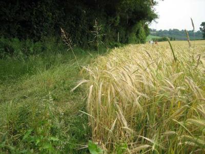 barley field in june