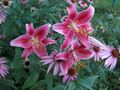 lilies-echinacia.jpg