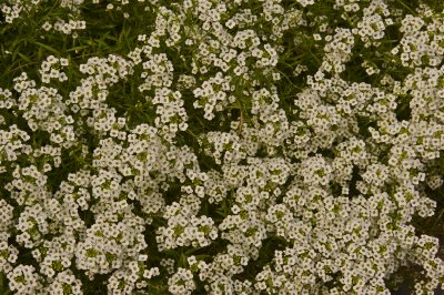 _DSC3686.jpg