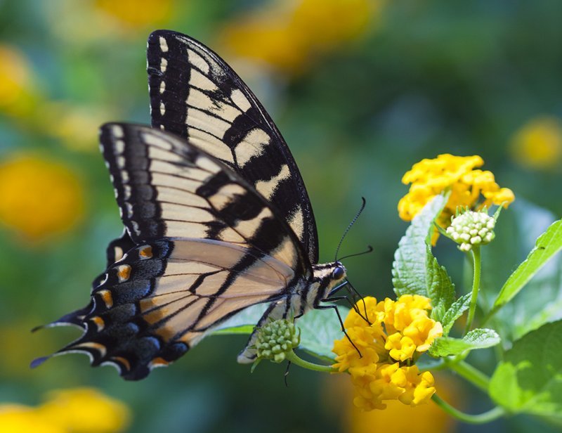 Butterflies