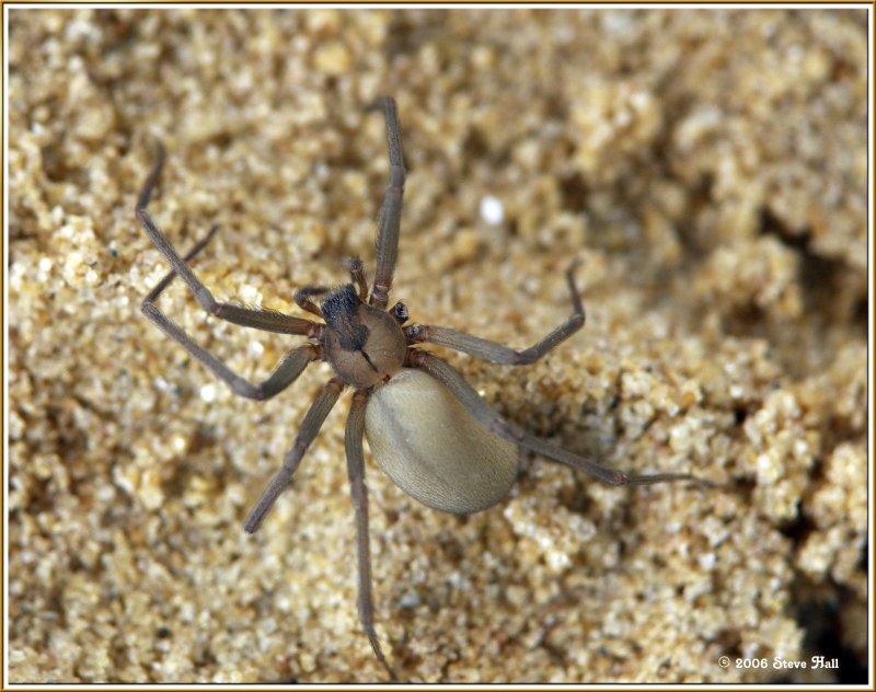 Brown Recluse Spider (one leg missing)
