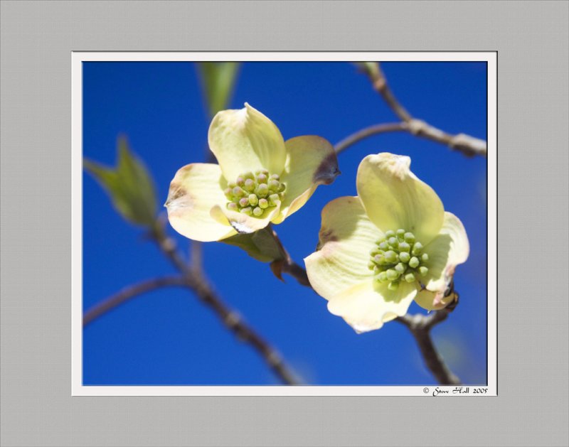 Dogwood Blooms from MS Delta