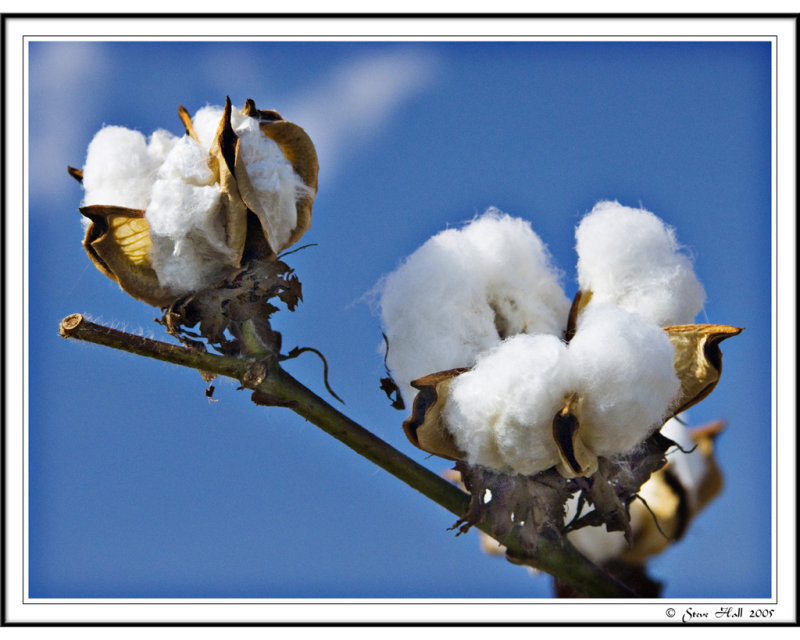 Cotton Bolls from MS Delta