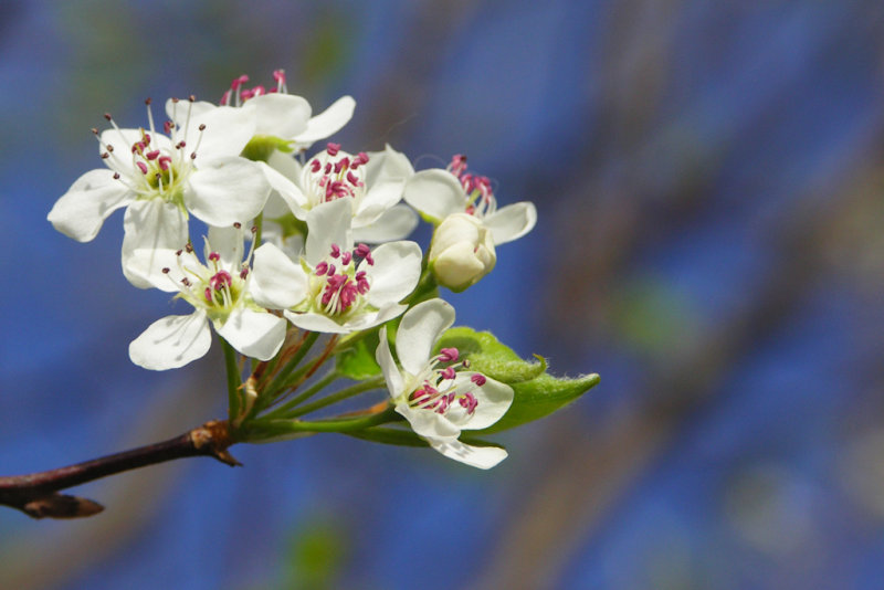 Bradford Pear blooms from MS Delta