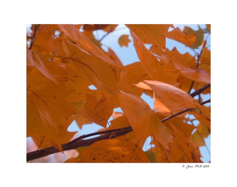 Leaves