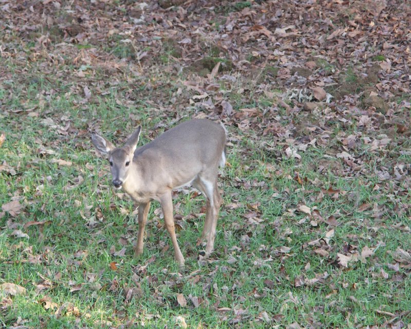 Whitetail Deer yearling