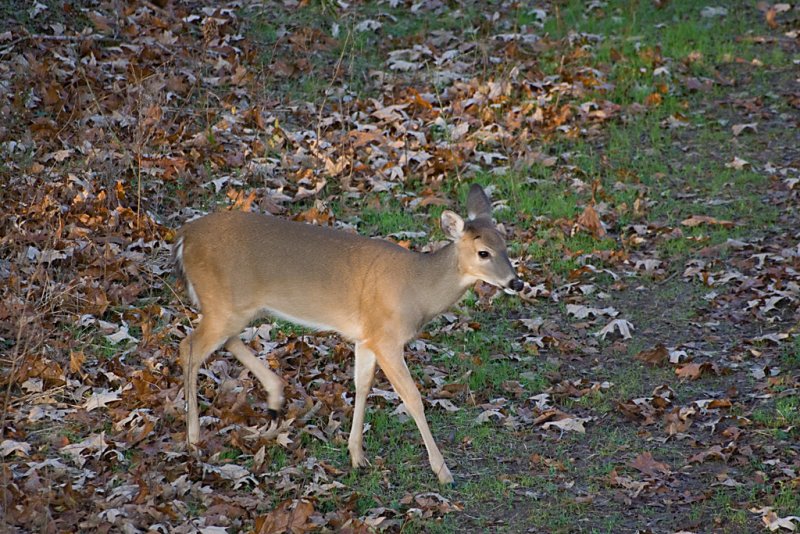 Yearling Doe