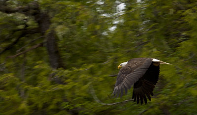 Alaskan Cruise                    June 2 - 9, 2012