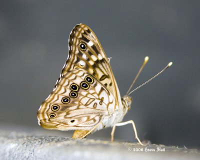 g4/32/532132/3/63950688.JtVKvvfp.jpg