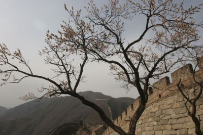 Tree at the Great Wall