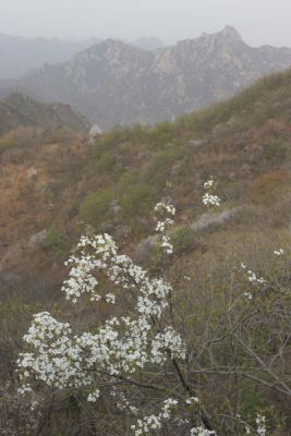 Flowers Near the Great Wall