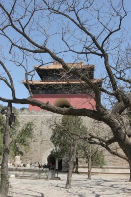 Tree at Ming Tombs
