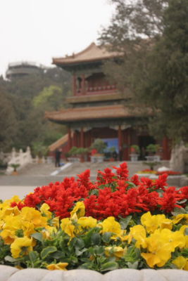 Flowers at Jingshan Park