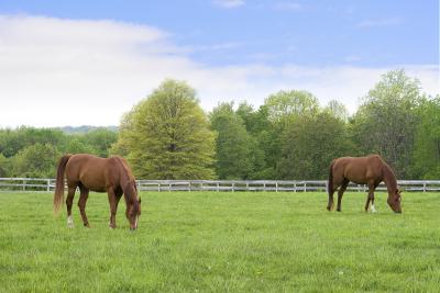 Two Horses