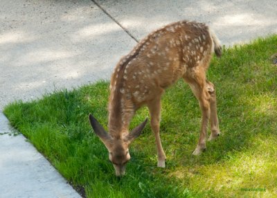 z P1090378 fawn in lawn at TRA 5x7.jpg