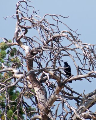 z P1090443 Raven in yon tree.jpg