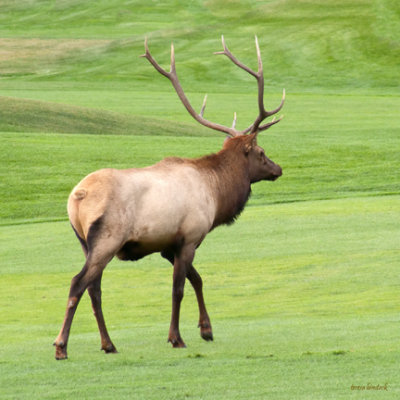 z P1090467 Elk - challenger in rut.jpg